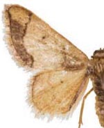 Idaea kendallaria