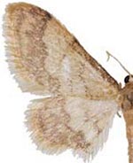 Idaea elizabetharia