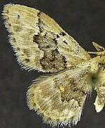 Idaea occidentaria