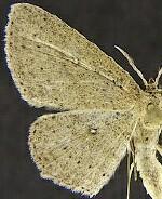 Cyclophora benjamini