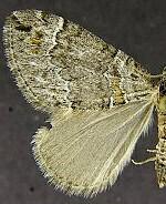 Dysstroma rectiflavata