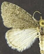 Hymenodria mediodentata