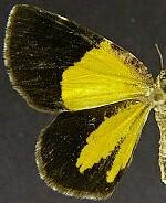 Heterusia atalantata