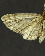 Eupithecia palpata