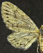 Eupithecia sabulosata