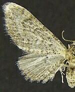 Eupithecia huachuca