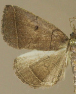 Zanclognatha obscuripennis