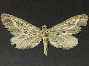 Glaucina nephos