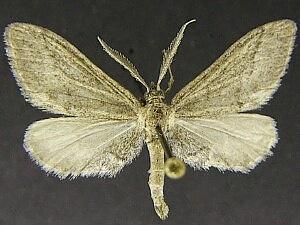 Glaucina mayelisaria