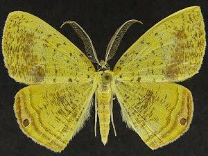 Phrygionis auriferaria