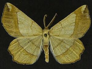 Euchlaena manubiaria