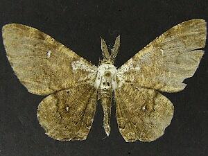 Thyrinteina arnobia