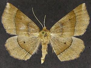 Metarranthis pilosaria