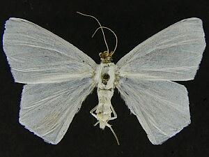 Sericoptera virginaria