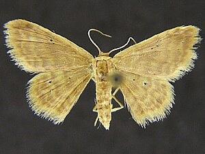 Idaea minuta