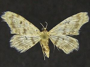 Idaea nibseata