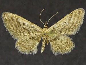 Idaea microphysa