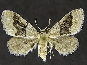 Idaea insulensis