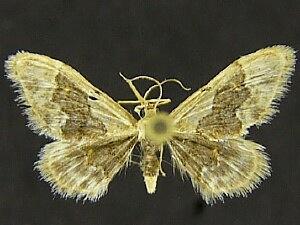 Idaea occidentaria