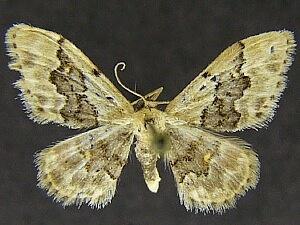 Idaea occidentaria