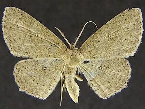 Cyclophora benjamini