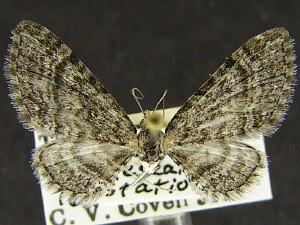 Eupithecia albimontanata