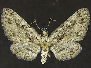 Eupithecia longidens