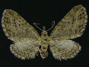 Eupithecia subvirens