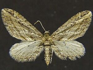 Eupithecia acutipennis