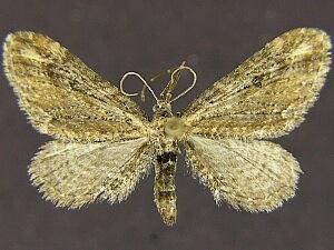 Eupithecia shirleyata