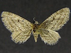 Eupithecia inferior