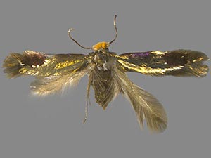 Stigmella villosella