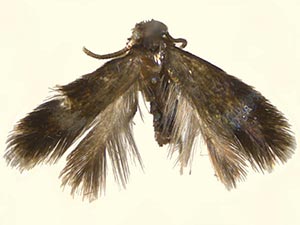 Stigmella quercipulchella