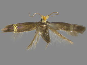 Enteucha basidactyla