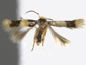 Enteucha gilvafascia