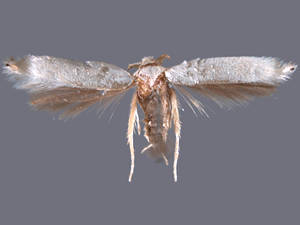 Pseudopostega albogaleriella