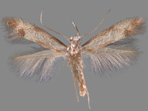 Coptotriche purinosella