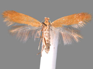 Coptotriche zelleriella