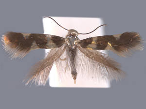 Antispila nysaefoliella