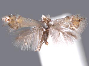 Coptodisca lucifluella