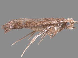 Xystrologa grenadella