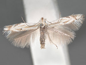 Bucculatrix fusicola