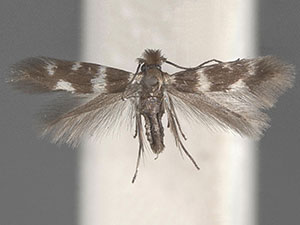 Bucculatrix kimballi