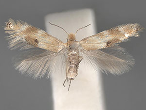 Bucculatrix ambrosiaefoliella