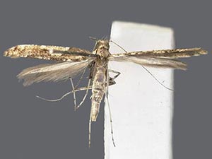 Caloptilia alnivorella