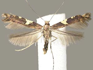 Caloptilia bimaculatella