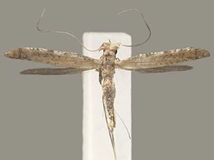 Caloptilia burserella