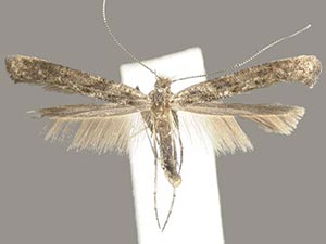 Caloptilia fraxinella