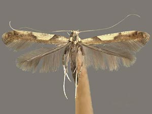 Caloptilia negundella