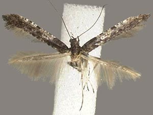 Caloptilia ostryaeella